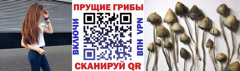 Галлюциногенные грибы Magic Shrooms  купить наркотики сайты  блэк спрут tor  Волжск 